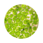 CLOROFIL·LA